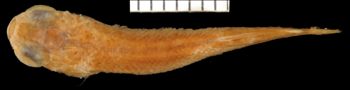 Media type: image;   Ichthyology 6395 Aspect: dorsal